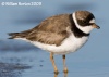 Semipalmated Plover