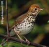 Wood Thrush 
