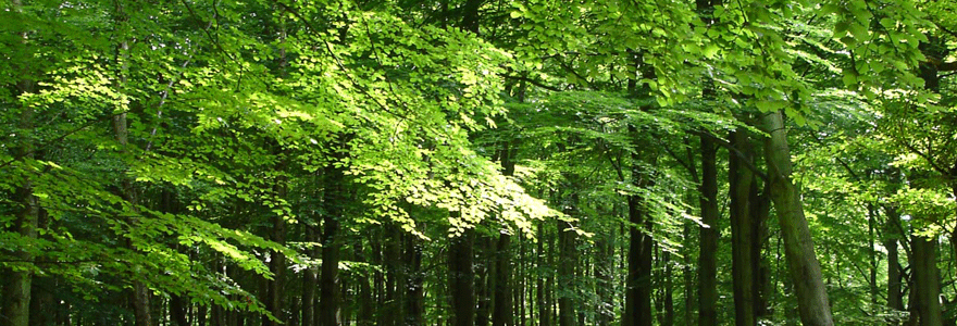 Green Practices