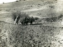 Ploughing with Yaks