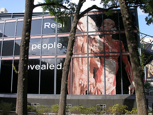 Window Graphics: