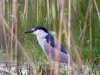 Black-crowned Night-Heron