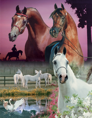 Rohara farms montage
