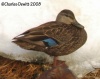 American Black Duck