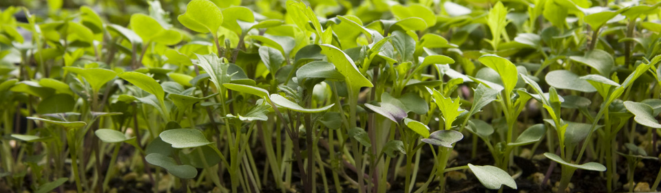 Seedlings banner