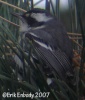 Black-throated Gray Warbler 