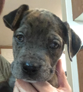 Valerie - ADOPTED