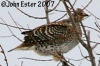 Sharp-tailed Grouse