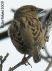 House Sparrow 