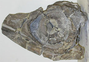 An ichthyosaur skull from the Sundance Formation (Jurassic) of central Wyoming