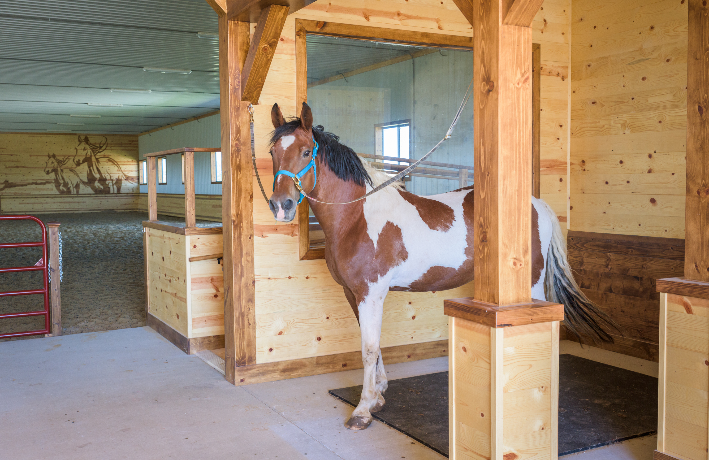 Morning Star Riding Center Taking New Clients