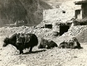 Yaks at Lho Dzong