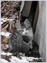 Forgotten Felines
