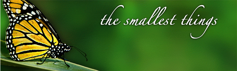 http://cdn.firespring.com/images/e/c/5/6/8/ef3c00e6-ca4c-5e43-60ea-822283577d78.gif