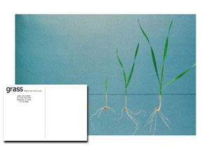 Post Cards