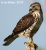 Broad-winged Hawk 