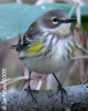 Yellow-rumped Warbler 
