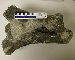 Analysis of suspected rotting bone material from the dinosaur quarries, Warm Springs Ranch, Hot Springs County, Wyoming 