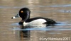 Ring-necked Duck