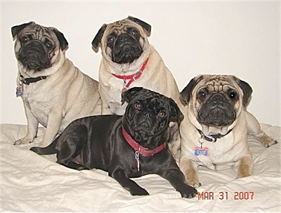 Pugs in the print industry