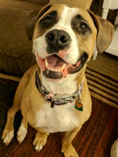 Petunia - ADOPTED