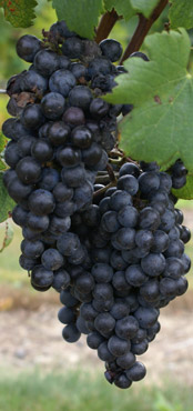 Grapes