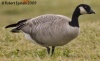 Cackling Goose