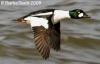 Common Goldeneye