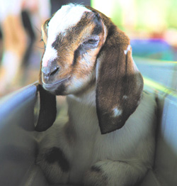 Horticulture, Sheep &amp; Goats Enterprise Budgets