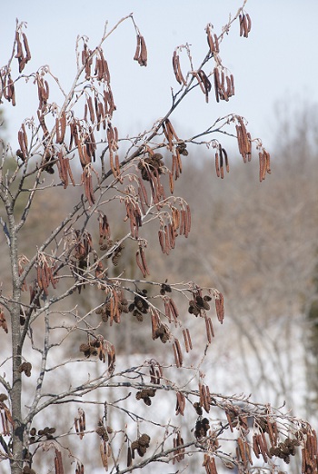What's In Bloom?