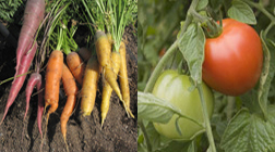 Lot #18 : Your Edible Garden