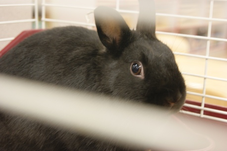Bowie, Our Preschool Bunny