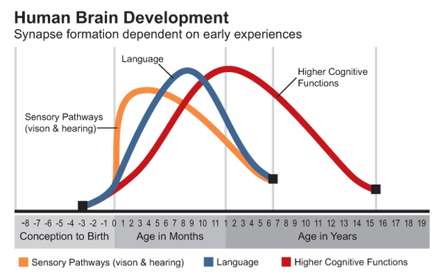 English for Fun - What is a Critical Period In Brain Development?🧠 A  critical period is a phase during which a region of the brain is relatively  more plastic and therefore more