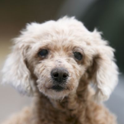 Miss Eloise - Dog of the Week