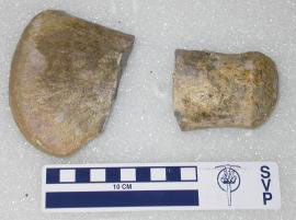 Juvenile Plesiosaur Fossil Assemblage and Paleocommunity of the Upper Redwater Shale (Oxfordian-Callovian) of the Sundance Formation. Natrona County, Wyoming
