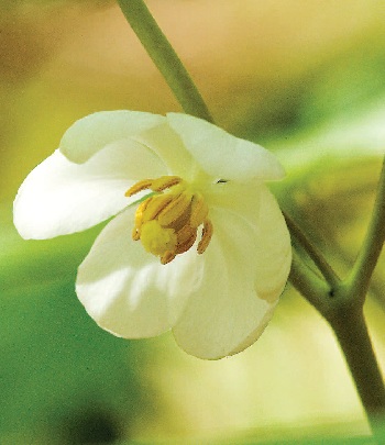 What's In Bloom?