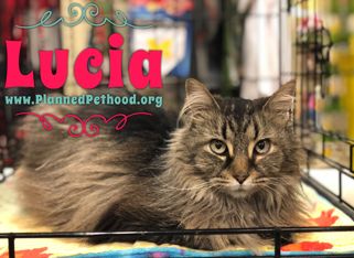 Lucia adopted 040818