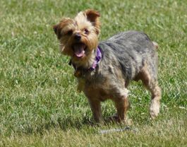 Wilhelmina - ADOPTED