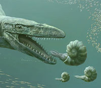 MOSASAUR BITE MARKS ON AN AMMONITE. PRESERVATION OF AN ABORTED ATTACK?