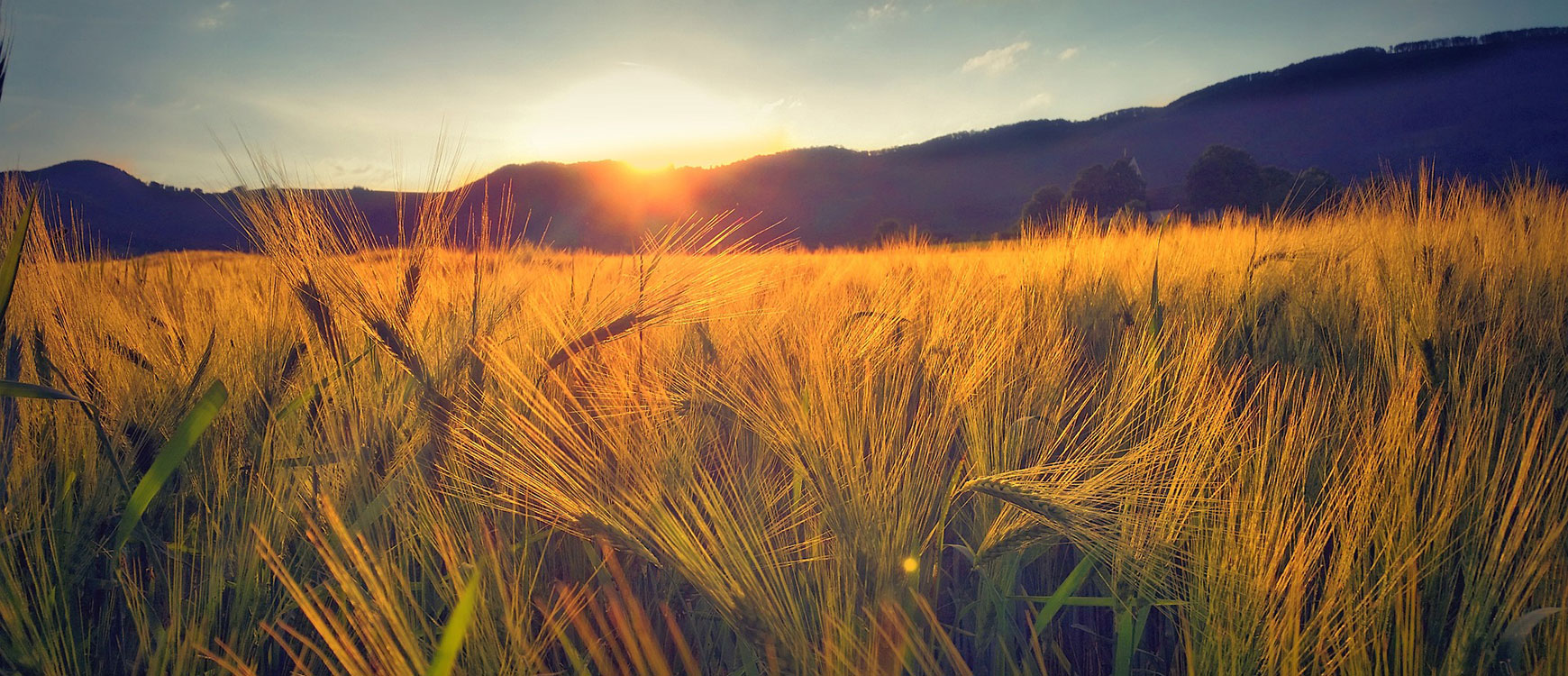 Become a Seed Planter—