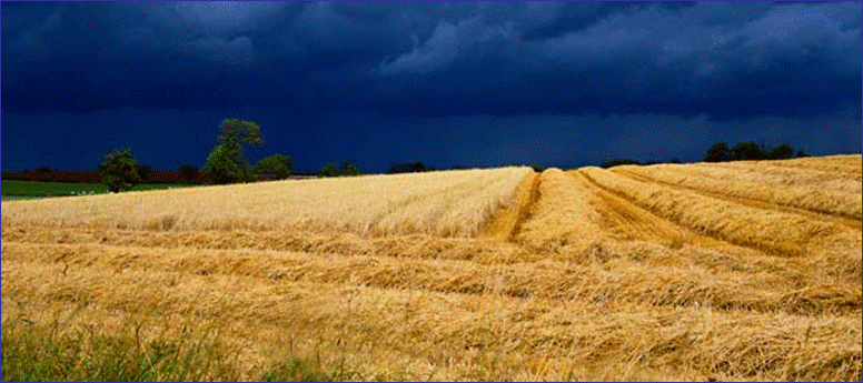 wheat