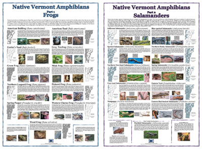 Reptiles of Vermont posters
