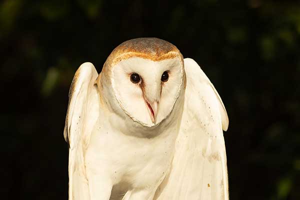 New Barn Owls Newsroom Houston Audubon