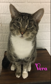 Vera adopted022418