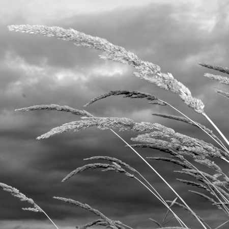 Grayscale Wheat