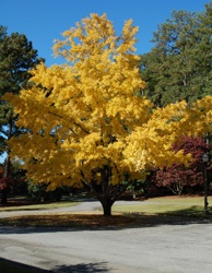 Fall