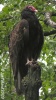 Turkey Vulture