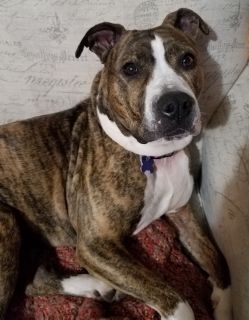 Olivia - Rainbow Bridge 4/14/18 RIP