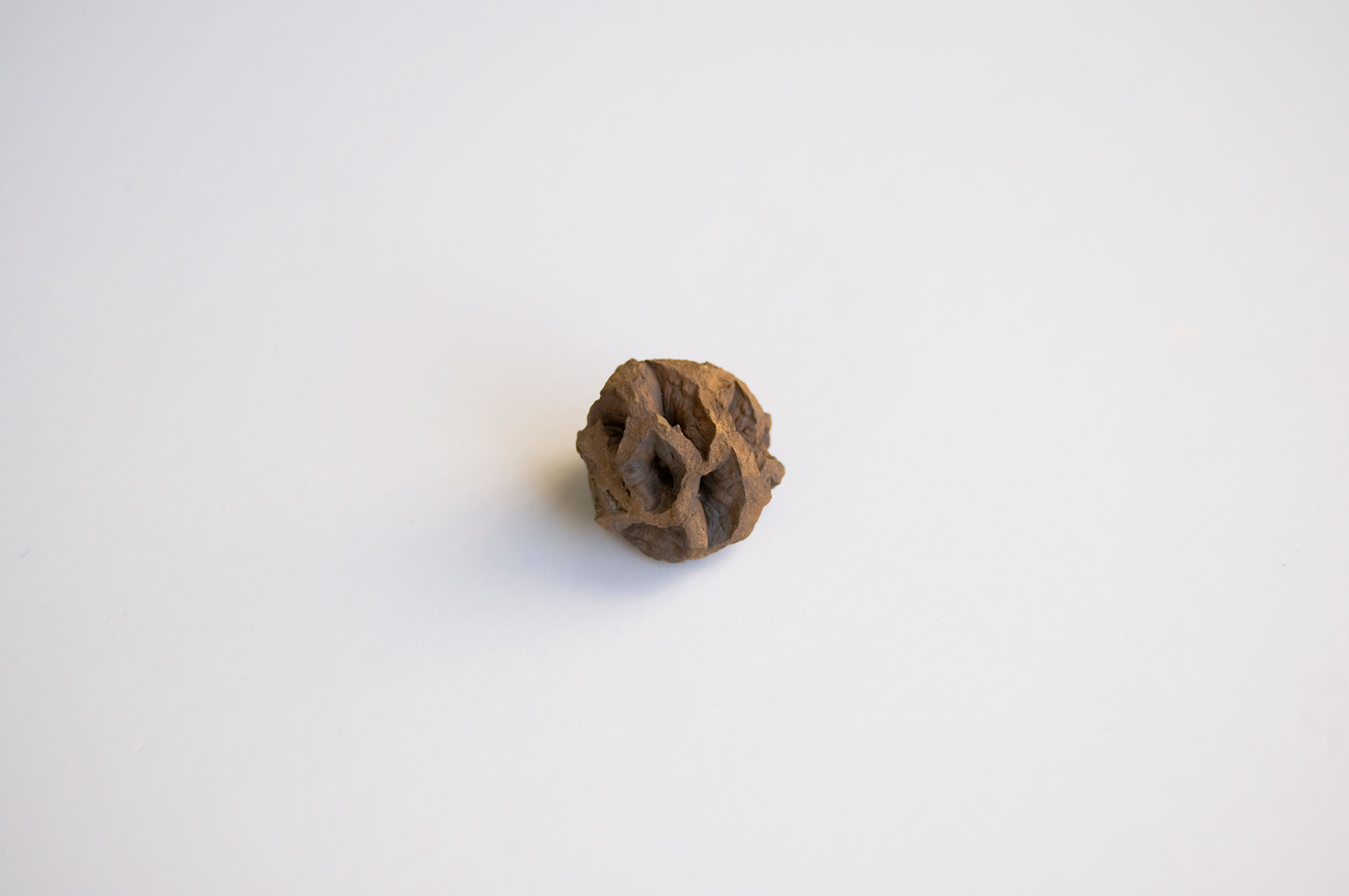 Fossilized Pine Cone