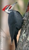 Pileated Woodpecker 